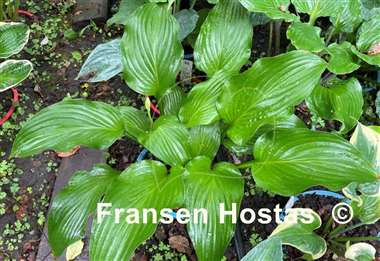 Hosta The Shire